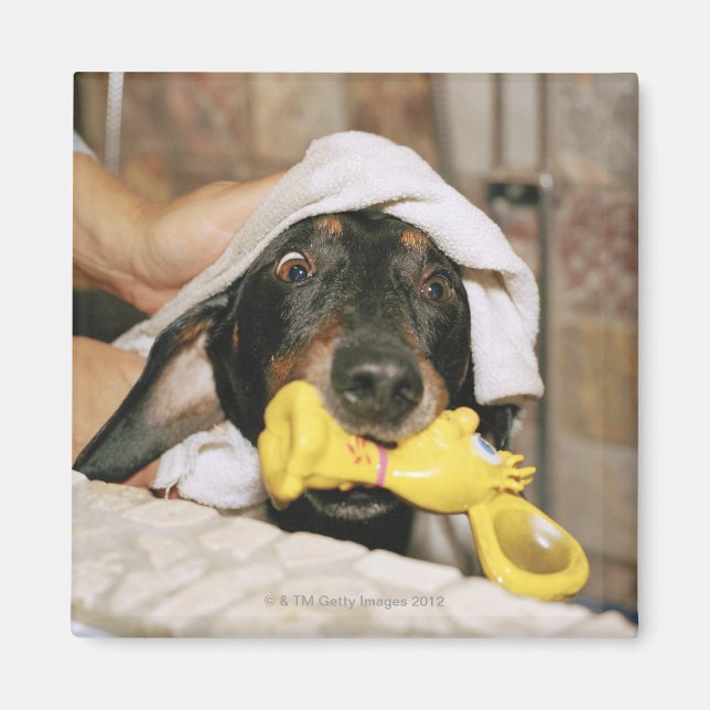 Eine Dackel wird gebadet. Magnet (Vorne)