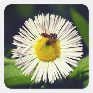 Eine daisy Flohblume und eine Biene Quadratischer Aufkleber