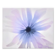 Eine Daisy mit Lila, rosa und grau