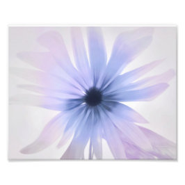 Eine Daisy mit Lila, rosa und grau Fotodruck