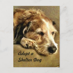 Eine Dog-Postkarte adoptiert Postkarte