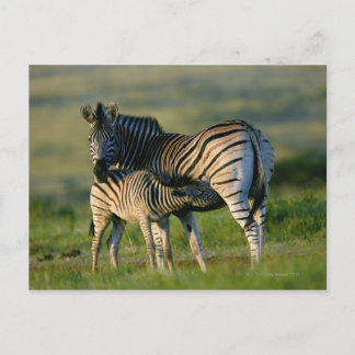 Eine Ebene Zebra füttre ihr Foal, Kwazulu-Natal Postkarte