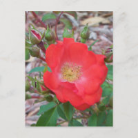 Eine einfache lachsfarben offene Rose