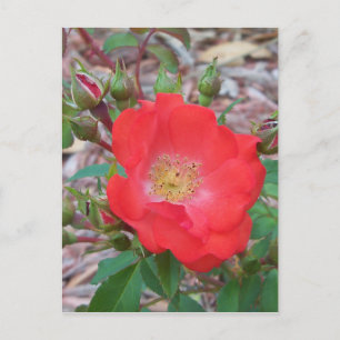 Eine einfache, lachsfarbene offene Rose Postkarte