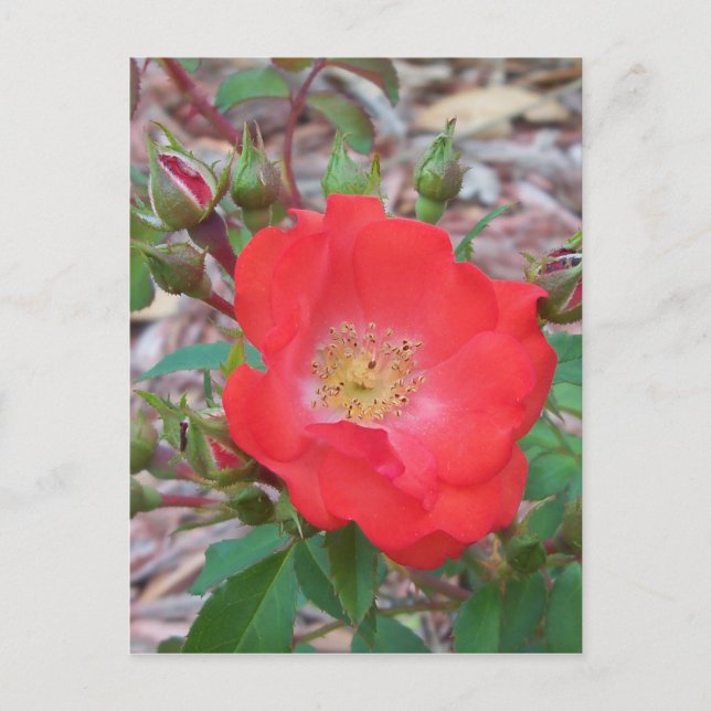 Eine einfache, lachsfarbene offene Rose Postkarte (Vorderseite)