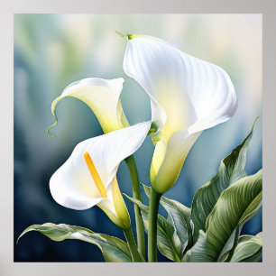 Eine einzelne elegante Calla-Lilie. Poster