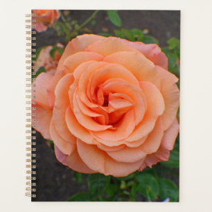 Eine einzelne orangefarbene Blume Planer