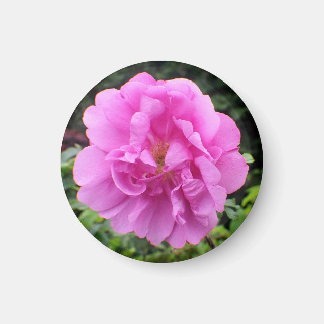 Eine einzelne rosa Blume Magnet (Vorne)