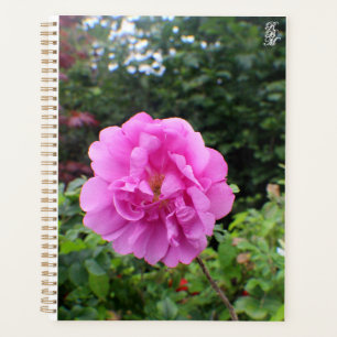 Eine einzelne rosa Blume Planer