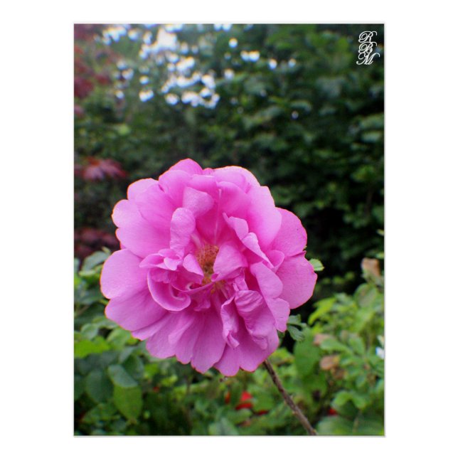 Eine einzelne rosa Blume Poster (Vorderseite)