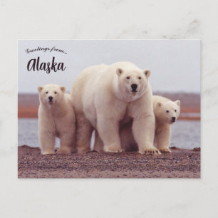 Eine Eisbär-Mutter mit ihren Jungen in Alaska Postkarte