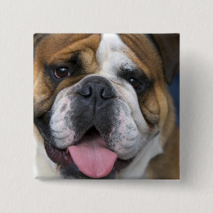 Eine englische Bulldogge in Belgien. Button