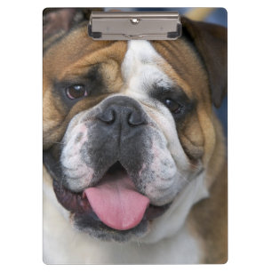 Eine englische Bulldogge in Belgien. Klemmbrett