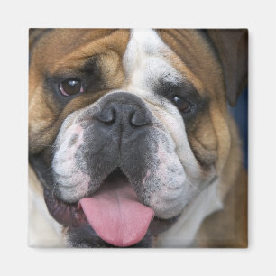 Eine englische Bulldogge in Belgien. Magnet
