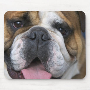 Eine englische Bulldogge in Belgien. Mousepad