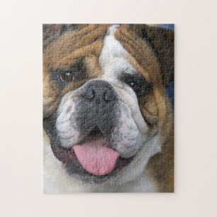 Eine englische Bulldogge in Belgien Puzzle