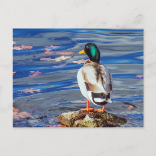 Eine Ente überträgt ein Schwimm. Postkarte
