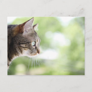 Eine erwachsene Tabbykatze starrt aus einem Fenste Postkarte