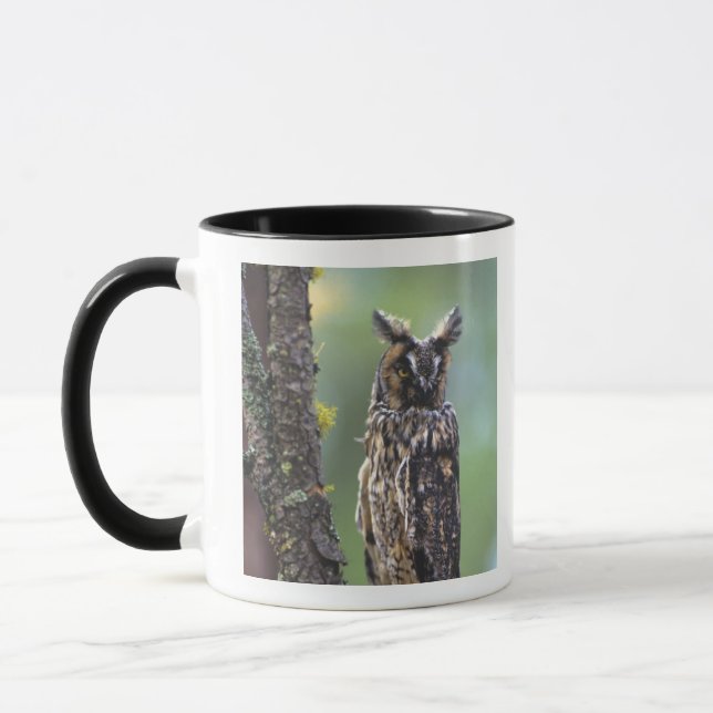 Eine Eule aus langem Ohr, die auf einem Zweig eine Tasse (Links)