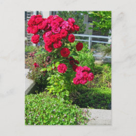 Eine Explosion von Rose auf der Postkarte