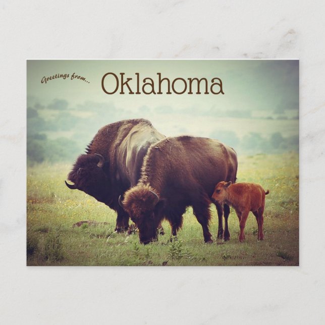 Eine Familie von Bison in Oklahoma Postkarte (Vorderseite)