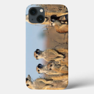 Eine Familie von Erdmännchen sonnt sich an ihrem B Case-Mate iPhone Hülle