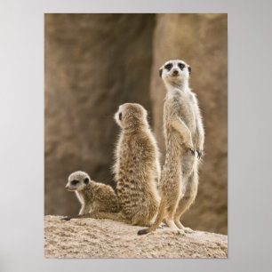 Eine Familie von Meerkats Poster