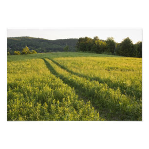 Eine Farmstraße in Sabins Weide in Montpelier, Fotodruck