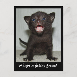 Eine Feline Friend Postcard adoptiert Postkarte