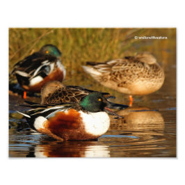 Eine Flock der Northern Shovelers Fotodruck