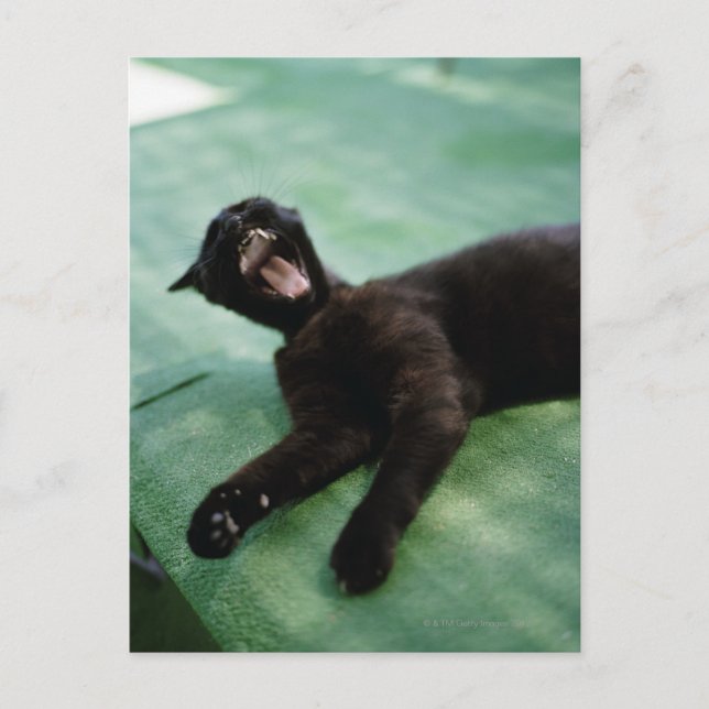 Eine gähnende Katze. Postkarte (Vorderseite)