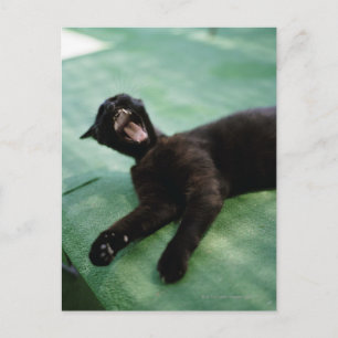 Eine gähnende Katze. Postkarte