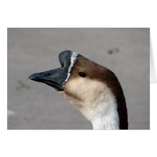 Eine Gans im Park