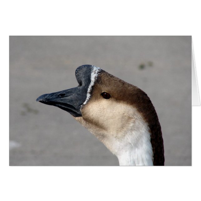 Eine Gans im Park (Vorderseite (Horizontal))
