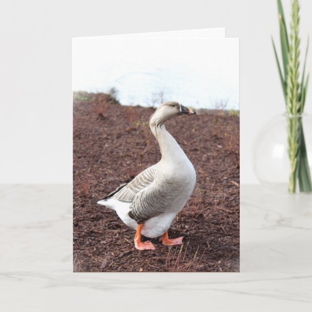 Eine Gänse aus Park Karte (Vorderseite)