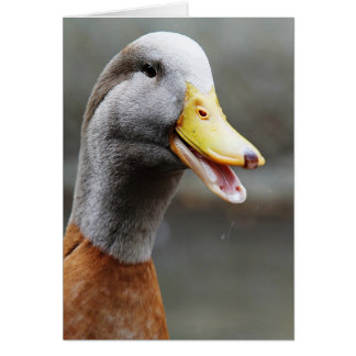 EINE GECKIGE ENTE