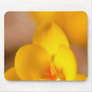 Eine gelbe Krokus blüht in Portsmouth, New Mousepad