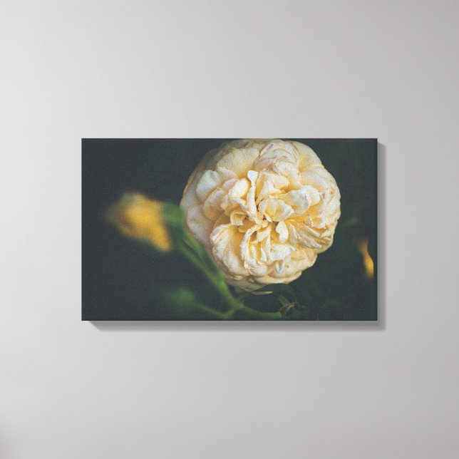 Eine gelbe Rose Leinwanddruck (Vorderseite)