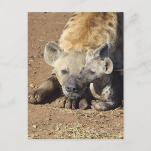 Eine Gepunktete Hyena und ihr Junge, Krüger Postkarte