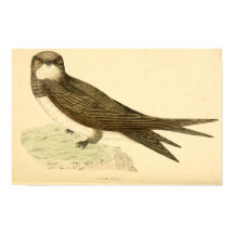 Eine Geschichte britischer Vögel 1863 ALPINE SWIFT