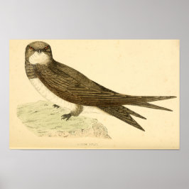 Eine Geschichte britischer Vögel 1863 ALPINE SWIFT Poster