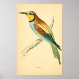 Eine Geschichte britischer Vögel 1863 BEE-EATER Poster