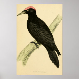 Eine Geschichte britischer Vögel 1863 BLACK WOODPE Poster