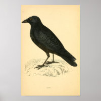 Eine Geschichte britischer Vögel 1863 CROW