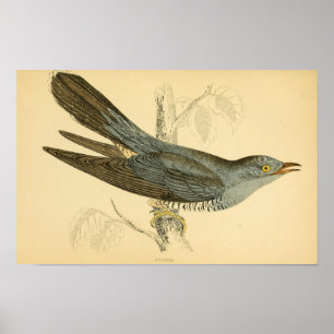 Eine Geschichte britischer Vögel 1863 CUCKOO Poster