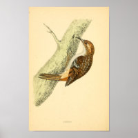 Eine Geschichte britischer Vögel 1863 STRAMPLER