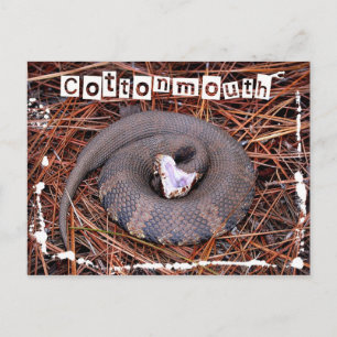 Eine giftige Ost-Cottonmouth-Schlange Postkarte