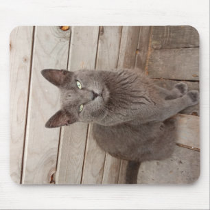 Eine graue noble Katze Mousepad