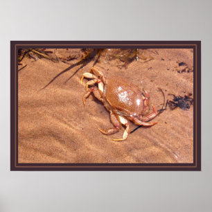 Eine grausame Küste Poster