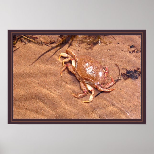 Eine grausame Küste Poster (Vorne)